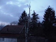 birch20050127.jpg