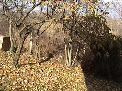 fall20041218.jpg