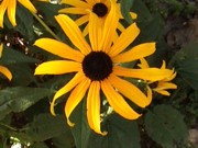 flowers2-20050725.jpg