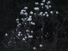 magnolia20050401.jpg