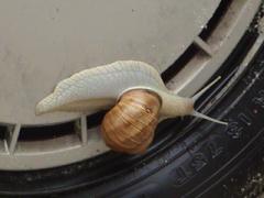 snail-20050514.jpg