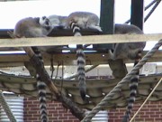 zoo2-20050721.jpg